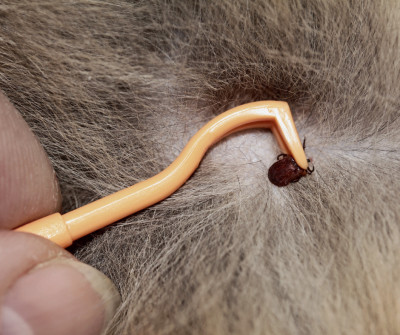 Tick Removal