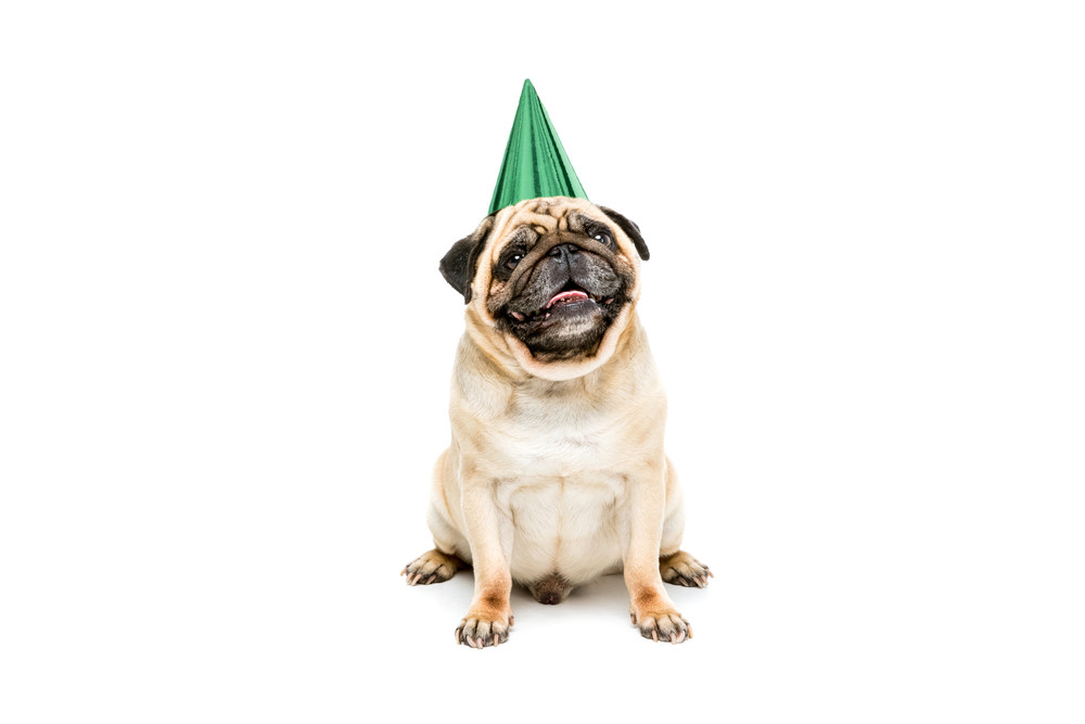 Birthday Animal Party