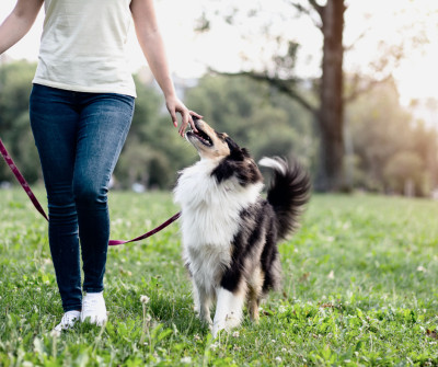 Dog Walker