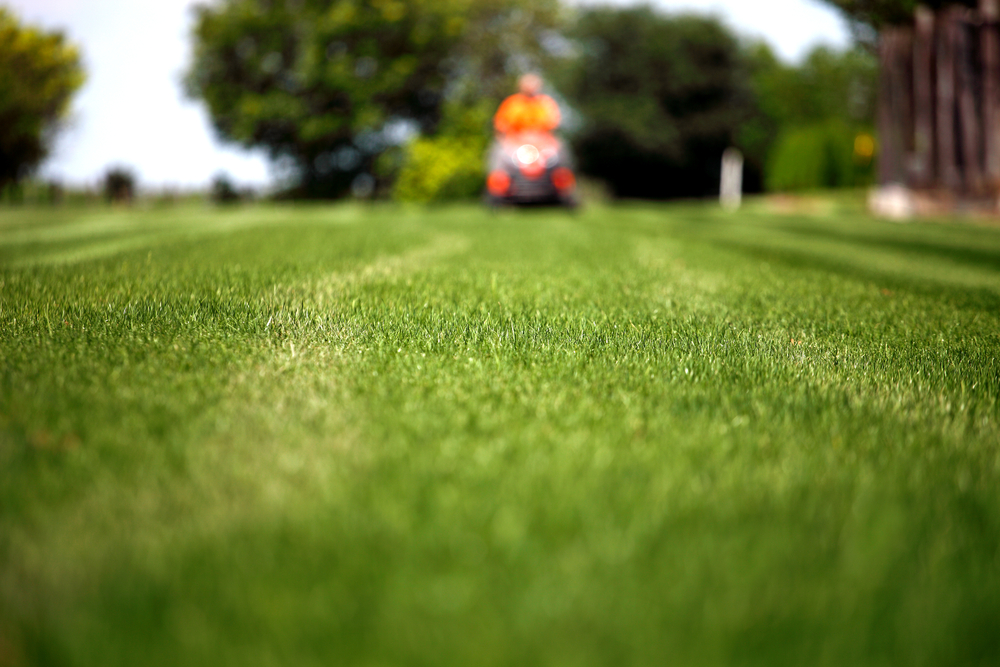 Lawn Maintenance