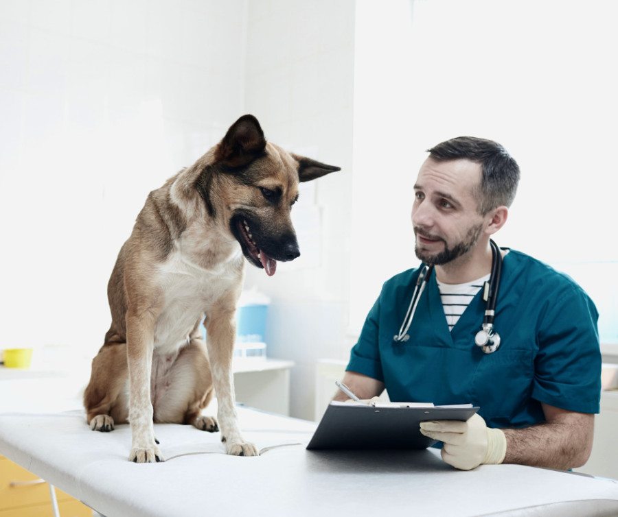 Emergency Veterinarian Consultation